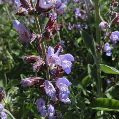 Salvia officinalis