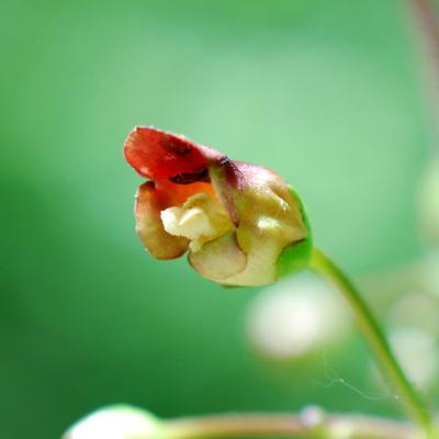 Scrophularia nodosa