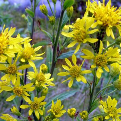 Solidago Virgaurea