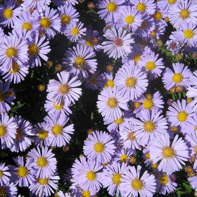Aster