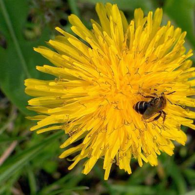 Taraxacum officinale