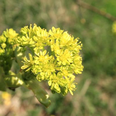 acer platanoides