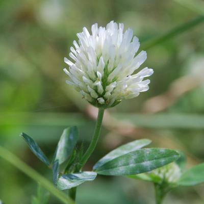 Trifolium alessandrino