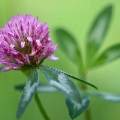Trifolium pratense