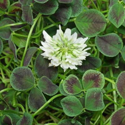 Trifolium repens