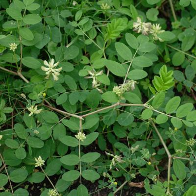 Astragalus glycyphyllos