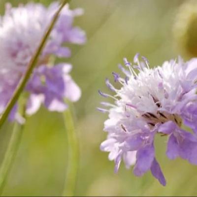 Cephalaria transsylvanica