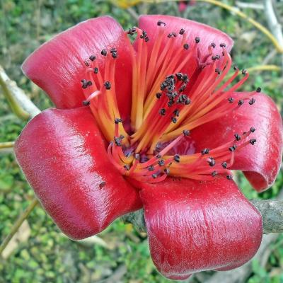 Bombax ceiba