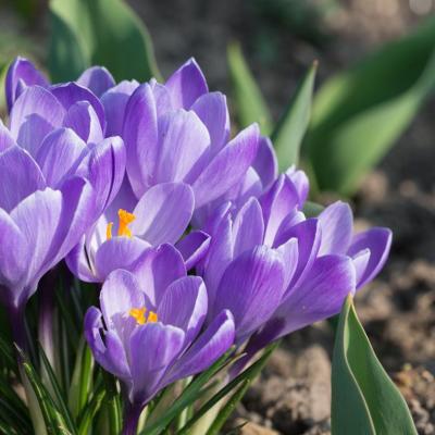 Crocus