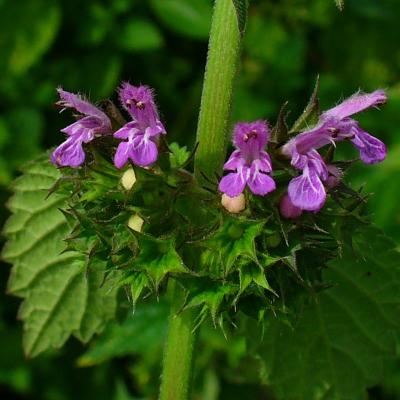 Ballota Nigra