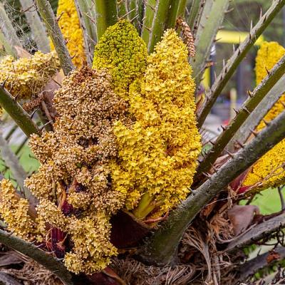 Chamaerops humilis