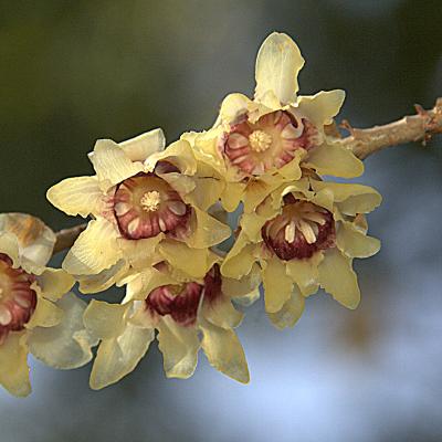 Chimonanthus praecox