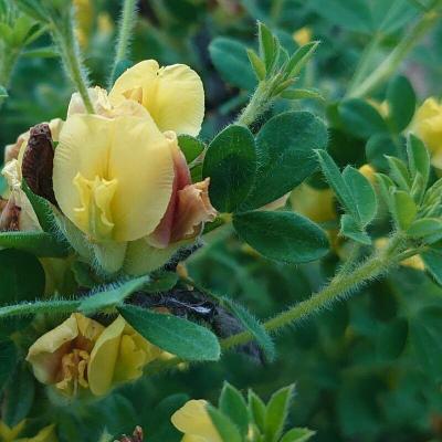 Cytisus hirsutus