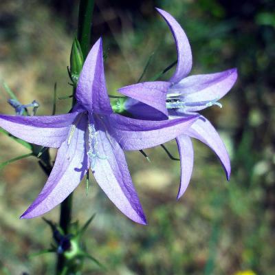 Campanula rapunculus