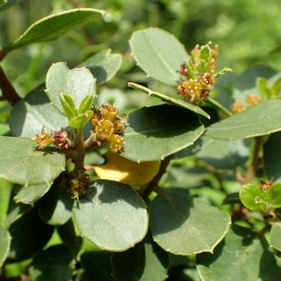 Rhamnus alaternus