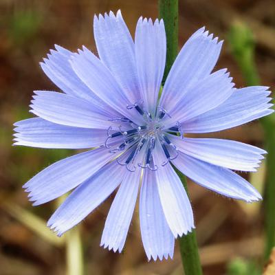 Cichorium intybus