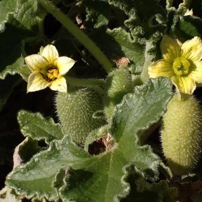 Ecballium elaterium