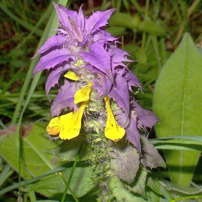 Melampyrum nemorosum
