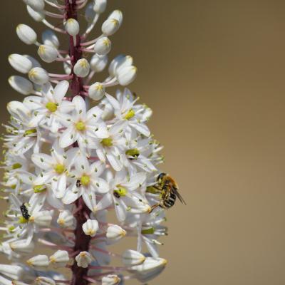 Drimia maritima (Urginea)