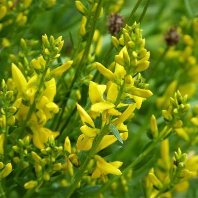 Genista tinctoria