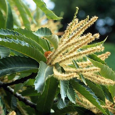 Castanea sativa