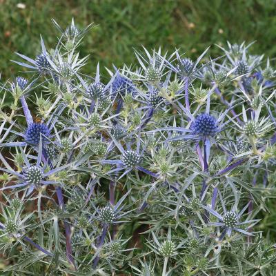 Eryngium amethystinum