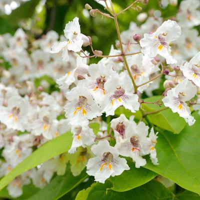 Catalpa bignonioides