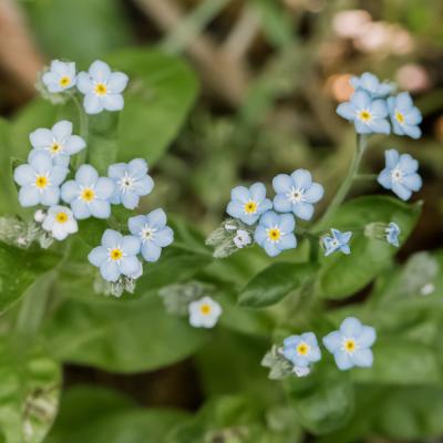 Myosotis 