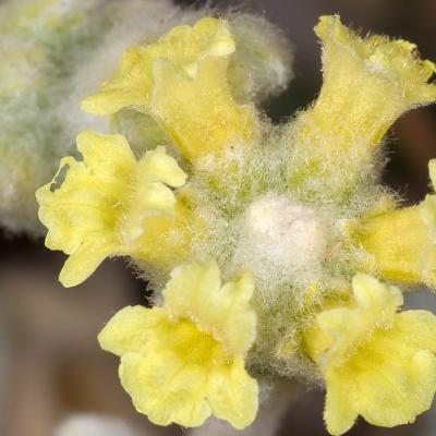 Sideritis Syriaca