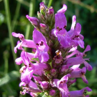 Stachys officinalis