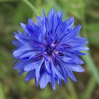 Centaurea cyanus