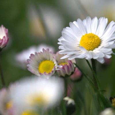 Bellis perennis