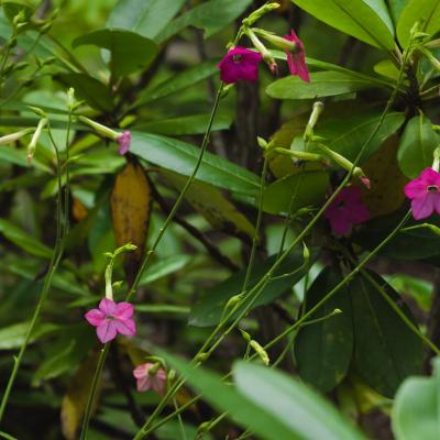 Nicotiana