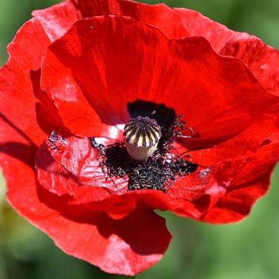 Papaver rhoeas