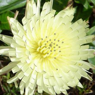 Urospermum dalechampii