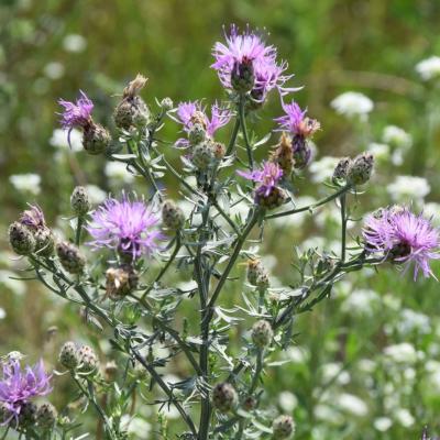 Centaurea stoebe