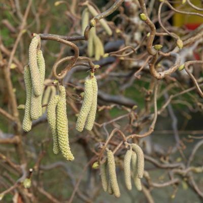Corylus avellana