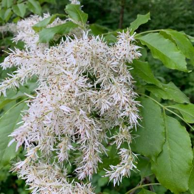 Fraxinus ornus