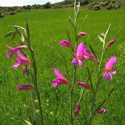 Gladiolus italicus
