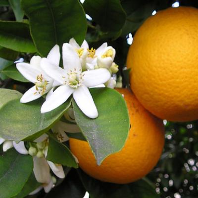 Citrus spp.