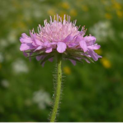 Scabiosa columbaria