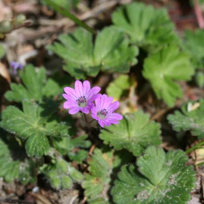 Geranium molle