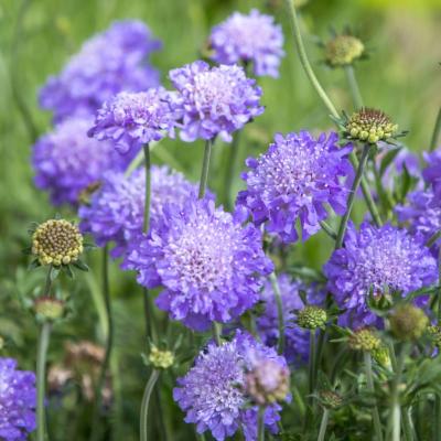 Knautia arvensis