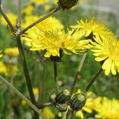 Picris hieracioides