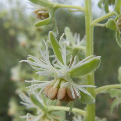 Reseda phyteuma