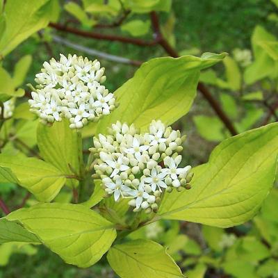 Cornus alba