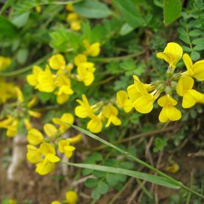 Hippocrepis comosa