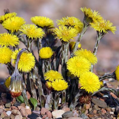 Tussilago farfara