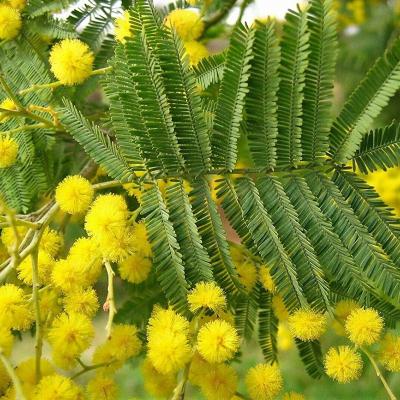 Acacia dealbata