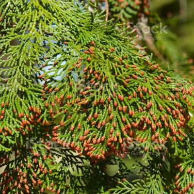 Cupressus sempervirens
